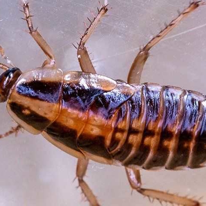 Cockroaches Photo